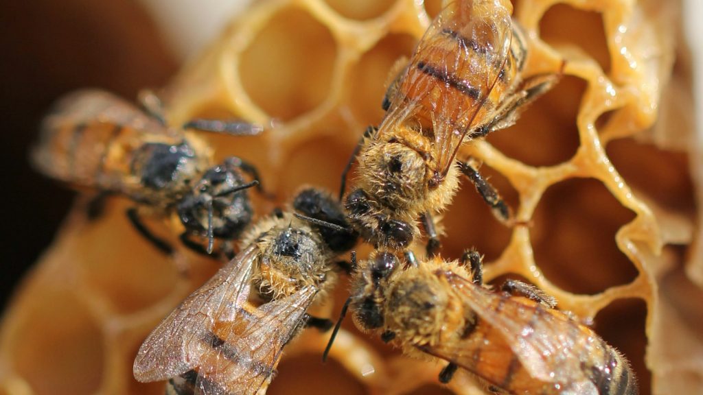 Comment les abeilles bâtissent leurs rayons, et ce qu'un cadre contient