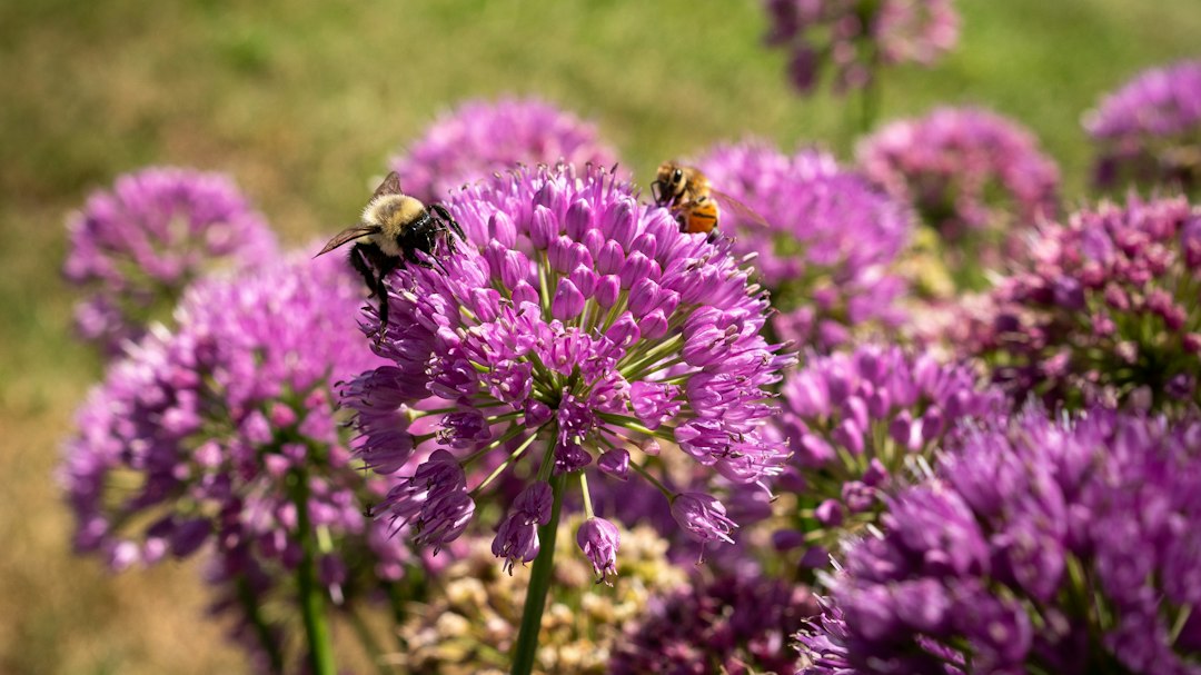 Planter pour les abeilles : les questions à se poser avant de semer