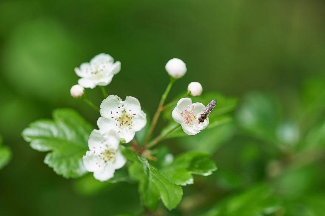 Haies mellifères : tailler au bon moment sans priver les abeilles